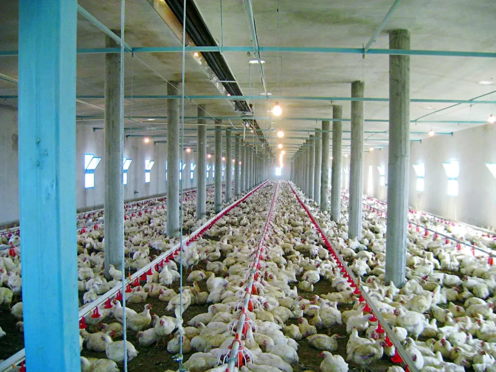 تامین گرمایش مرغداری در اصفهان