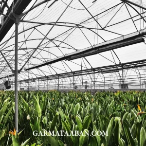 گلخانه جراحی توس1-min بهترین گرماتاب گلخانه