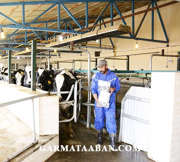 سیستم گرمایشی گاوداری-min گرماتاب بهترین برند گرمایش سالن شیردوشی