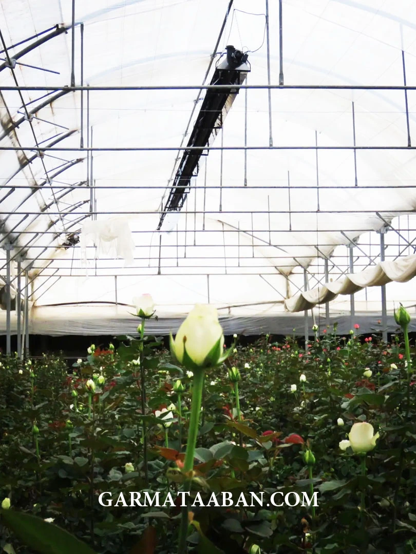 ARAK سیستم گرمایش گلخانه