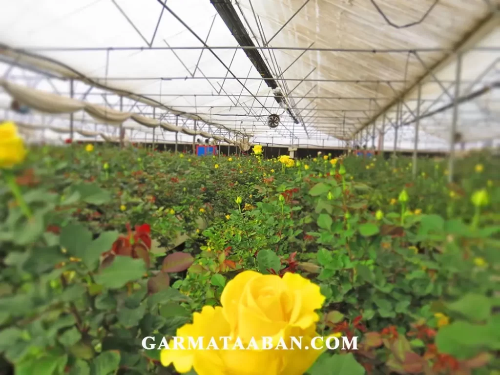 بهترین سیستم گرمایش گلخانه