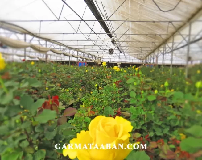 GOLKHANE 2-min بهترین سیستم گرمایش گلخانه