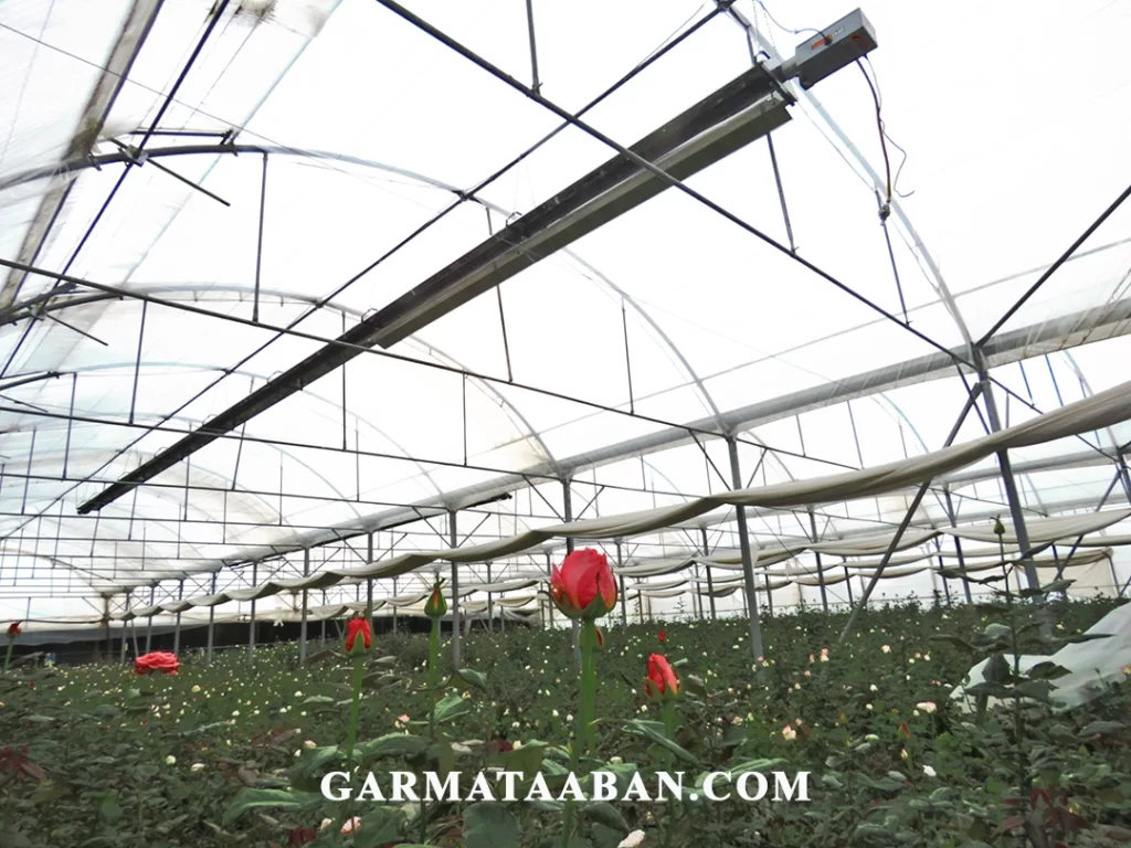 بهترین سیستم گرمایشی گلخانه سیستم گرمایش تابشی می باشد.