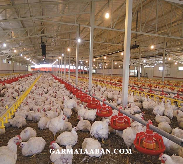 گرماتاب مرغداری-min سیستم تشعشعی گرماتاب در مرغداری