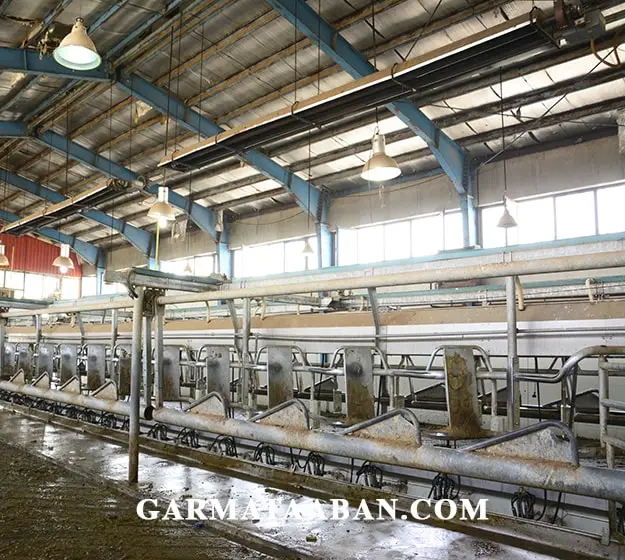 گرماتاب گاوداری 2-min بهترین سیستم گرمایش گاوداری