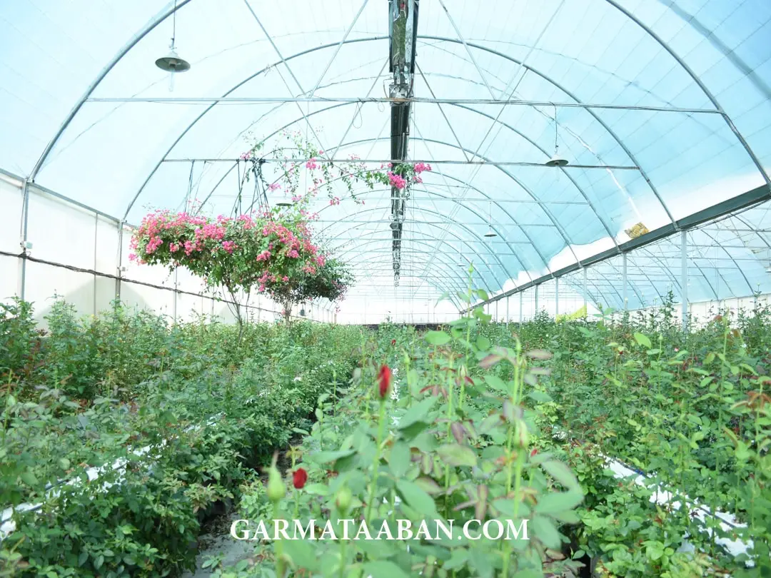 گلخانه رز دکتر سمنگانی