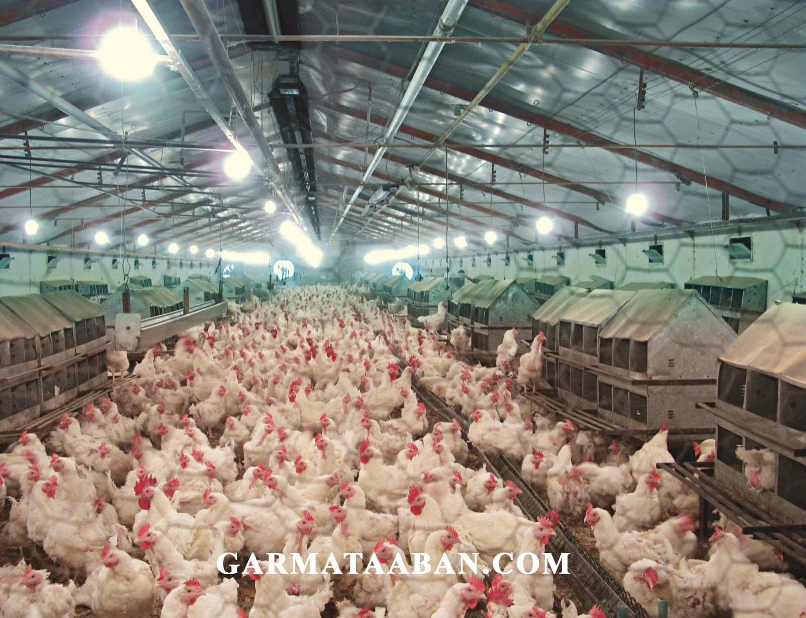 گرمایش مرغداری با گرماتاب