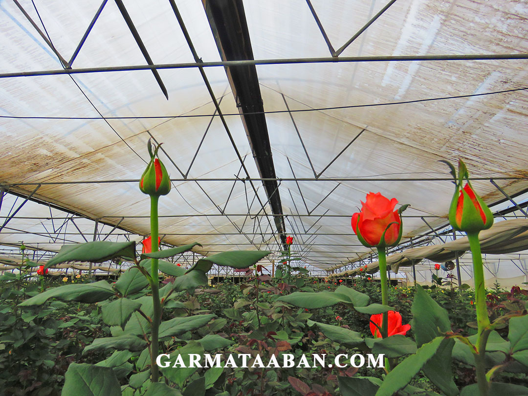 گرمایش گلخانه گل رز با هیتر گرماتاب