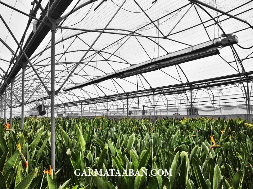 بهینه سازی مصرف سوخت گلخانه با استفاده از بخاری تابشی گرماتاب